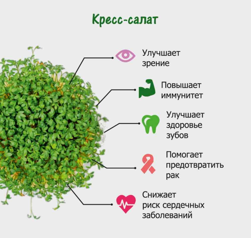 Выращивание микрозелени презентация